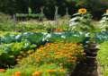 Flower Power: Boost Your Veggie Garden Naturally