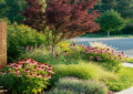 Colorful Devil Strip Lawn with Drought-Tolerant Plants