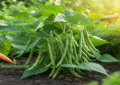 Healthy Roma II Bush Beans Growing in Home Garden