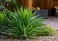 Soft Leaf Yucca in Garden – Safe and Easy to Grow