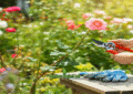 Rose Pruning Step-by-Step – Outdoor Project Lab