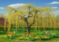A Complete Guide to Growing and Caring for the Weeping Pussy Willow Tree