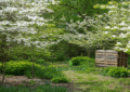 White flowering trees blooming in spring garden