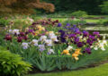 Iris Bed Design Ideas for a Beautiful Garden | Outdoor Project Lab
