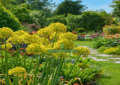 Allium Moly Seeds – Yellow Blooming Garden Flower