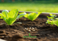 Rabbit Droppings in Garden: Safe Fertilizer or a Problem?