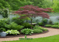 Beautiful Japanese Maple Tree in Zone 9 Garden