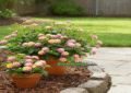 Pink Caprice Lantana in Bloom – Vibrant Pink Flower in Sunny Garden Bed